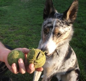 Finn with old and new tennis balls