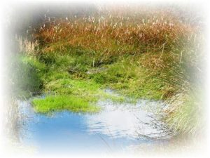Source of the Severn